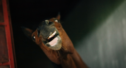 If Only Parenting Worked Like Horse Training
