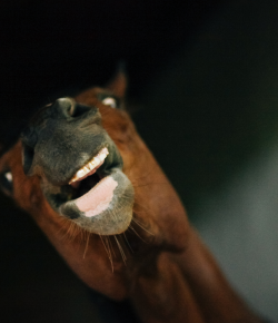 If Only Parenting Worked Like Horse Training