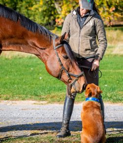 Thoroughbred Logic, Presented by Kentucky Performance Products: An Ode to the Plain Bay