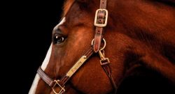 Reader Photo Challenge: Haltered Horses