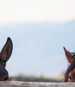 12 Things We Worry About When We Leave Someone Else in Charge of the Horses (aka Barn Manager Separation Anxiety)