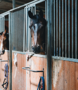 10 Types of Boarding Barns You’ll Encounter (If You Board Long Enough)