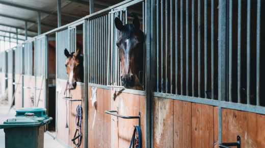 10 Types of Boarding Barns You’ll Encounter (If You Board Long Enough)