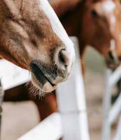 Vesicular Stomatitis Virus Confirmed in Arizona: What Horse Owners Need to Know