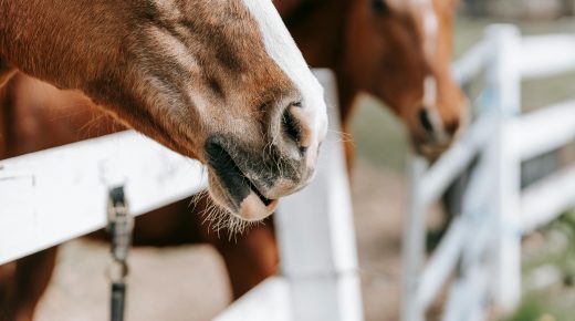 Vesicular Stomatitis Virus Confirmed in Arizona: What Horse Owners Need to Know