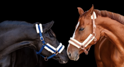 #goriding Grams of the … Month 😬