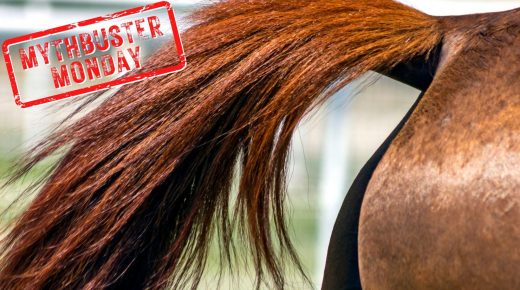 Mythbuster Monday: A Horse’s Tail Positioning Indicates Its Mood