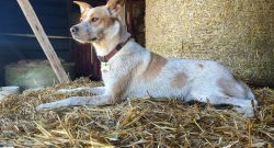 Reader Photo Challenge: Farm Dogs
