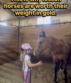 Tuesday Video: Lesson Horses are the Real MVPs