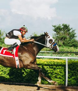 Understanding Horse and Greyhound Racing for Beginners