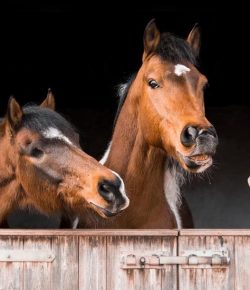 Companion Choices: Making Sure Your Horse Thrives