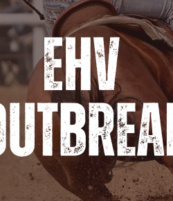 EHV-1 Outbreak Linked to Texas WPRA Event Prompts Multi-State Biosecurity Measures