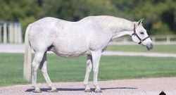 Holiday Horse Names: Thanksgiving Paint Horses