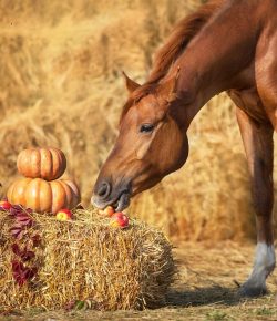 Ask AI Equestrian Edition: The Sassy Mare Thanksgiving Parade