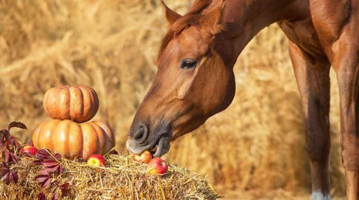 Ask AI Equestrian Edition: The Sassy Mare Thanksgiving Parade