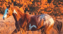 Ask AI Equestrian Edition: The Great Thanksgiving Gelding Parade