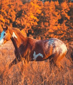 Ask AI Equestrian Edition: The Great Thanksgiving Gelding Parade