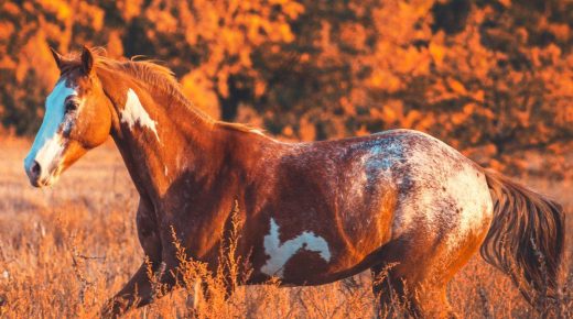 Ask AI Equestrian Edition: The Great Thanksgiving Gelding Parade