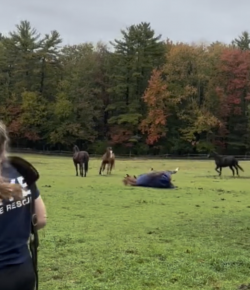 Tuesday Video: Horse Ownership Summed Up