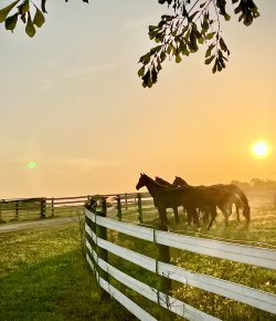 Thoroughbred Logic, Presented by Kentucky Performance Products: People My Thoroughbreds Are Thankful For