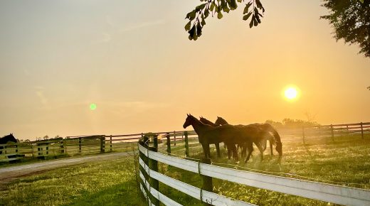 Thoroughbred Logic, Presented by Kentucky Performance Products: People My Thoroughbreds Are Thankful For