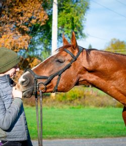 Hitting Pause on a Downward Spiral: How Stall 13 Is Rewriting the Story for Hard-to-Place Thoroughbreds