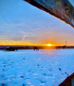 Thoroughbred Logic, Presented by Kentucky Performance Products: Frenzy at the End of the Race Meet