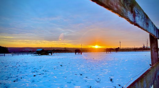Thoroughbred Logic, Presented by Kentucky Performance Products: Frenzy at the End of the Race Meet