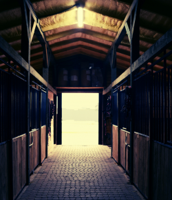 When “Everyone Knew”: The Horse World’s Culture of Silence