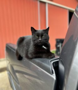 A Day in the Life of Rosie the Barn Cat: A Memoir of Mild Inconvenience and Major Heroics