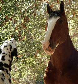 The Good, the Bad, and the Nickel-and-Dime: A Field Guide to Horse Trainers