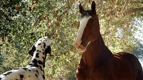 The Good, the Bad, and the Nickel-and-Dime: A Field Guide to Horse Trainers