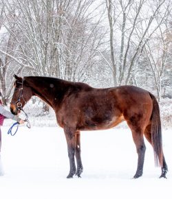 Thoroughbred Logic, Presented by Kentucky Performance Products: Internet Karens and Behind the Vertical