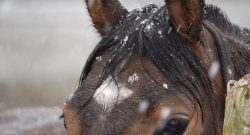 Reader Photo Challenge: Snow Day