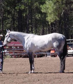 Holiday Horse Names: Christmas Paint Horses