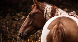 Holiday Horse Names: Hanukkah Paint Horses