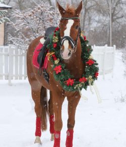 Ask AI Equestrian Edition: Horse Letter To Santa