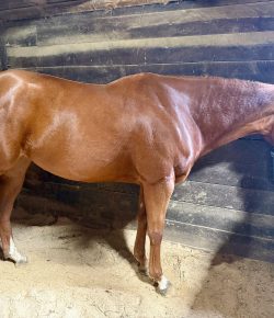 Why I Don’t Feed My Horses on a Schedule (And Why It Works Just Fine)