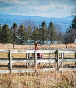 Thoroughbred Logic, Presented by Kentucky Performance Products: A Little Christmas Celebration & Wine