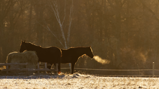 A Quiet Barn, a Full Mug, and a Moment of Peace