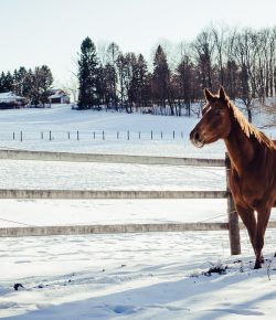 Cold Weather, Sore Feet: Winter Laminitis & What You Can Do About It