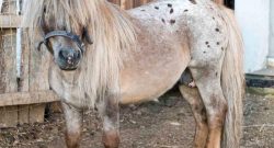 Holiday Horse Names: New Year’s Miniature Horses