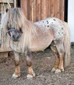 Holiday Horse Names: New Year’s Miniature Horses