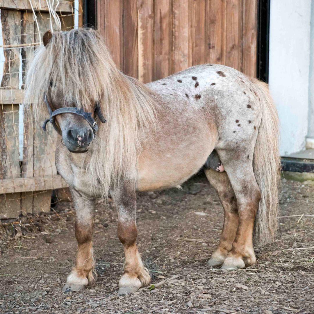 Home ⋆ Little America Miniature Horses, image size:1080x1080