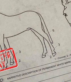 Mythbuster Monday: Coggins Is an Outdated Test