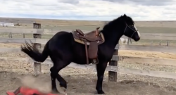 Tuesday Video: Training Dummy