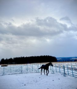 Thoroughbred Logic, Presented by Kentucky Performance Products: Quarantine Purgatory