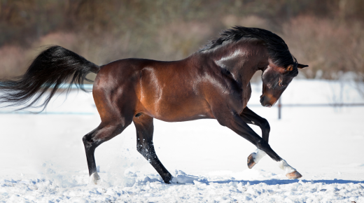 What Your Horse’s Winter Coat Says About Them
