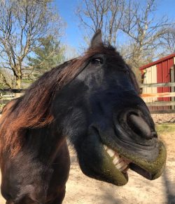 Reader Photo Challenge: Treat Faces