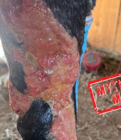 Mythbuster Monday: Meat Tenderizer Kills Proud Flesh